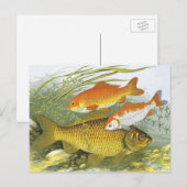 goudvis Koi vis, mariene aquatisch Zee leven Briefkaart (Voorkant / Achterkant)