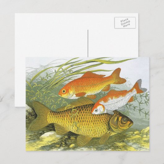  goudvis Koi vis, mariene aquatisch Zee leven Briefkaart (Voorkant / Achterkant)