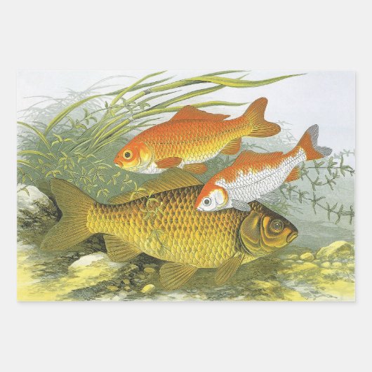  goudvis Koi vis, mariene aquatisch Zee leven Inpakpapier Vel (Voorkant 3)