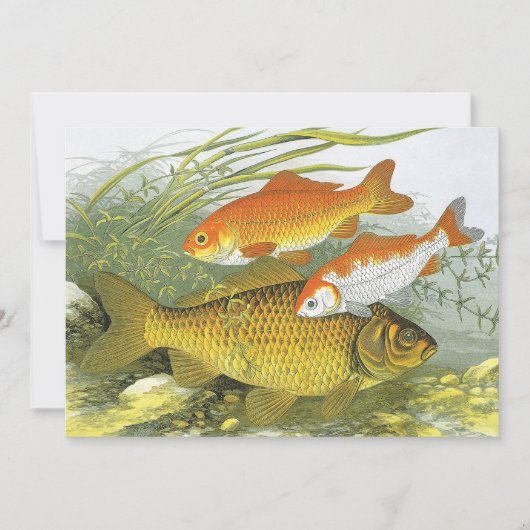  goudvis Koi vis, mariene aquatisch Zee leven Kaart (Voorkant)