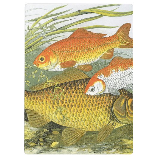 goudvis Koi vis, mariene aquatisch Zee leven Klembord (Achterkant)