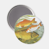  goudvis Koi vis, mariene aquatisch Zee leven Magneet (Voorkant / Achterkant)