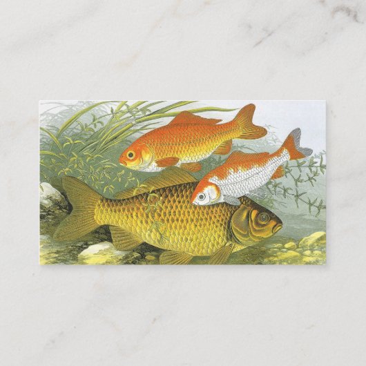  goudvis Koi vis, mariene aquatisch Zee leven Visitekaartje (Achterkant)