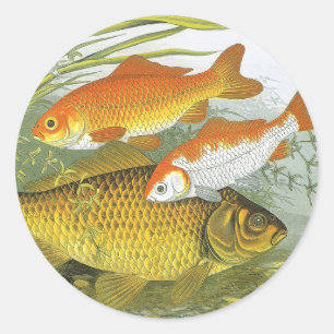 Goudvis Koi Vis, Vintage Mariene Aquatische Zeelev Ronde Sticker