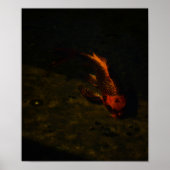 goudvis poster (Voorkant)