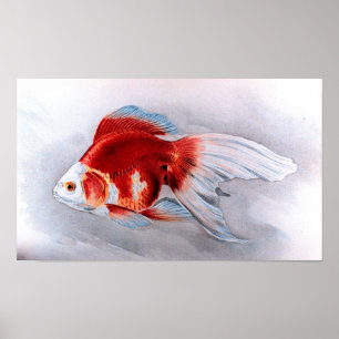 goudvis poster