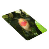 Goudvis Premium Magneet (Rechterzijde)
