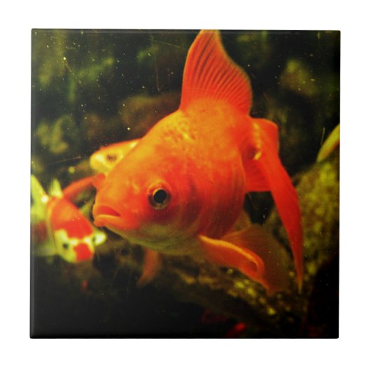 goudvis tegeltje (Voorkant)