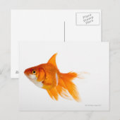 Goudvis, uitzicht aan de zijkant briefkaart (Voorkant / Achterkant)