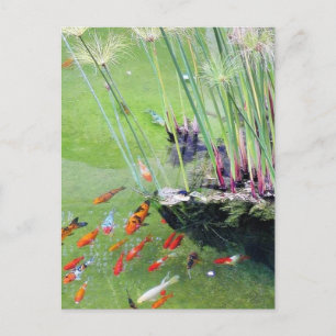 Goudvissen Briefkaart