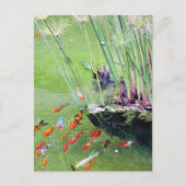 Goudvissen Briefkaart (Voorkant)