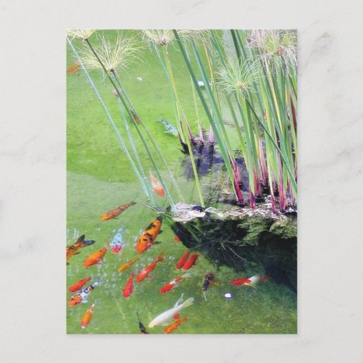 Goudvissen Briefkaart (Voorkant)