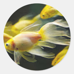 Goudvissticker Ronde Sticker