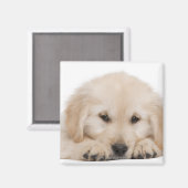 Goudwaluw (20 weken oud) magneet (Voorkant / Achterkant)