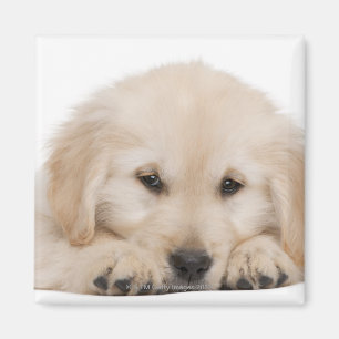 Goudwaluw (20 weken oud) magneet