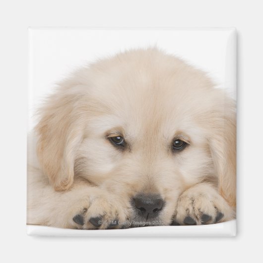 Goudwaluw (20 weken oud) magneet (Voorkant)