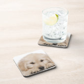 Goudwaluw (20 weken oud) onderzetter (Rechterzijde)