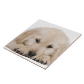 Goudwaluw (20 weken oud) tegeltje (Zijkant)