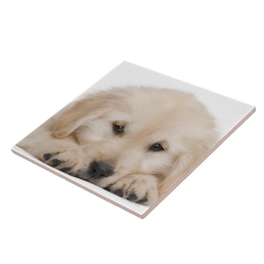 Goudwaluw (20 weken oud) tegeltje (Zijkant)