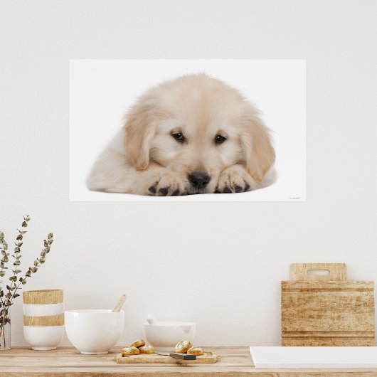 Goudwaluw 2 poster (Keuken)