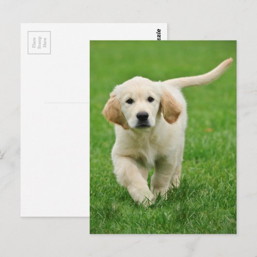 Goudwaluw Briefkaart (Voorkant / Achterkant)