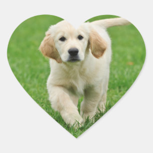 Goudwaluw Hart Sticker
