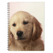 Goudwaluw Notitieboek (Voorkant)