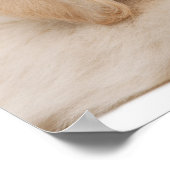 Goudwaluw Poster (Hoek)