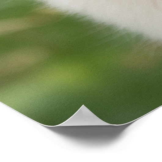 Goudwaluw Poster (Hoek)