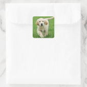 Goudwaluw Vierkante Sticker (Tas)