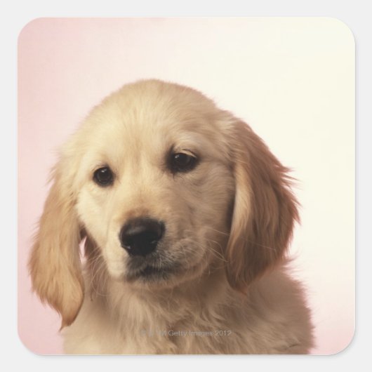 Goudwaluw Vierkante Sticker (Voorkant)