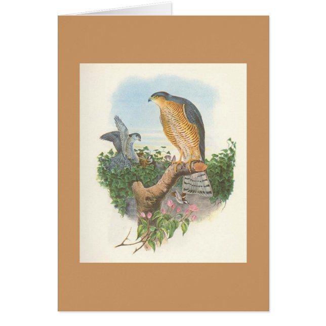 Gould - Accipiter nisus Sparrowhawk (Voorkant)