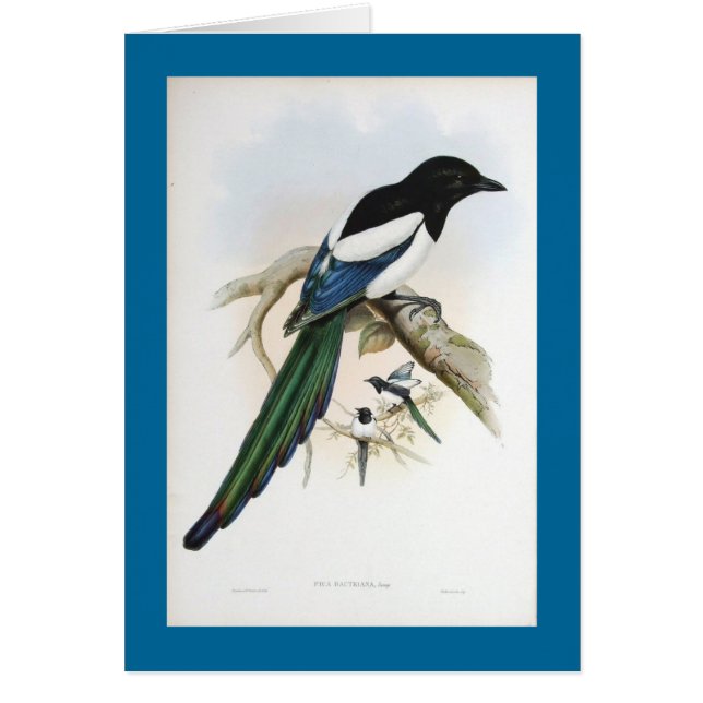 Gould - Afghan Magpie (Voorkant)