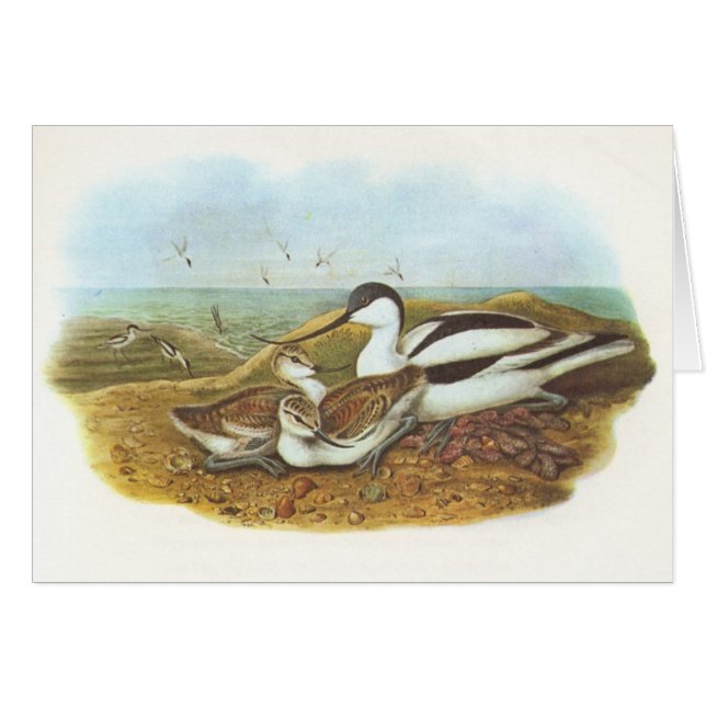 Gould - Avocet - Recurvirostra avosetta (Voorkant Horizontaal)
