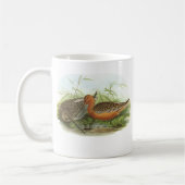 Gould - Bar-Tailed Godwit - Limosa lapponica Promo Koffiemok (Links)