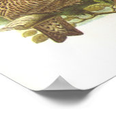 Gould - Black Grouse - Lyrurus tetrix Poster (Hoek)
