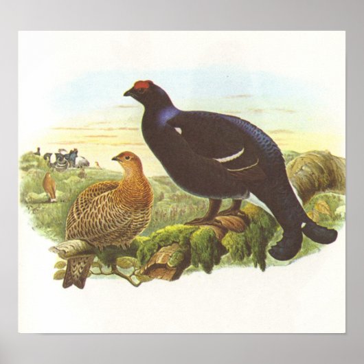 Gould - Black Grouse - Lyrurus tetrix Poster (Voorkant)