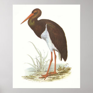 Gould - Black Stork - Cliconia nigra Poster