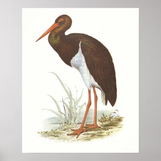 Gould - Black Stork - Cliconia nigra Poster (Voorkant)