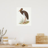 Gould - Black Stork - Cliconia nigra Poster (Keuken)