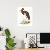 Gould - Black Stork - Cliconia nigra Poster (Thuiskantoor)