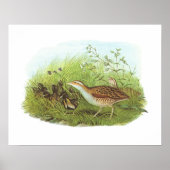 Gould - Corncrake - Crex crex Poster (Voorkant)