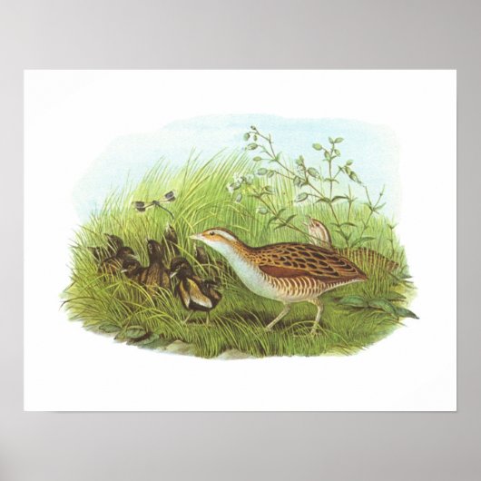 Gould - Corncrake - Crex crex Poster (Voorkant)