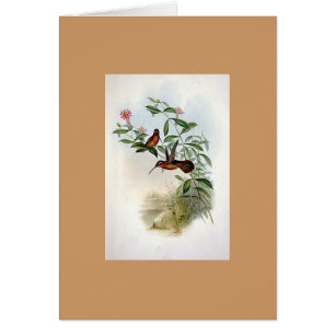 Gould - Dohrn's Hermit Hummingbird