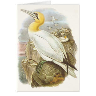 Gould - Gannet - Sula bassana