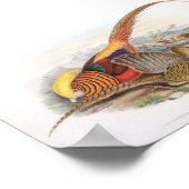 Gould - Golden Pheasant Portfolio Poster (Hoek)