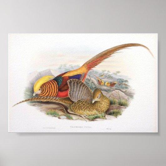 Gould - Golden Pheasant Portfolio Poster (Voorkant)