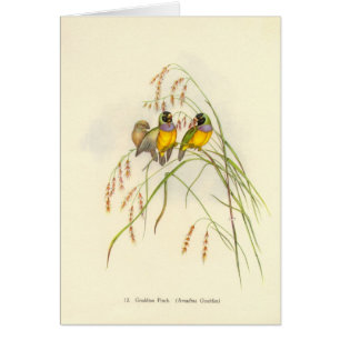 Gould - Gouldian Finch Card