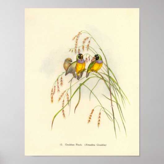 Gould Gouldian Finch Portfolio Poster (Voorkant)