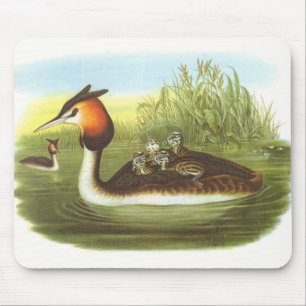Gould - Great Crested Grebe - Podiceps cristatus Muismat
